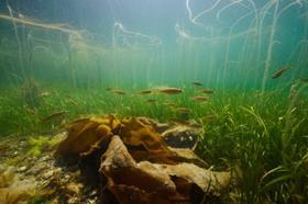 Native oyster and seagrass restoration - Scotland